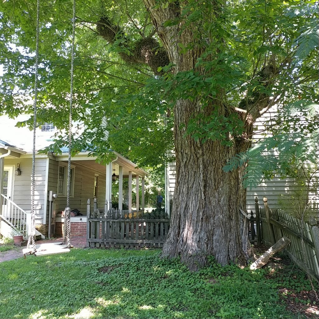 tree swing