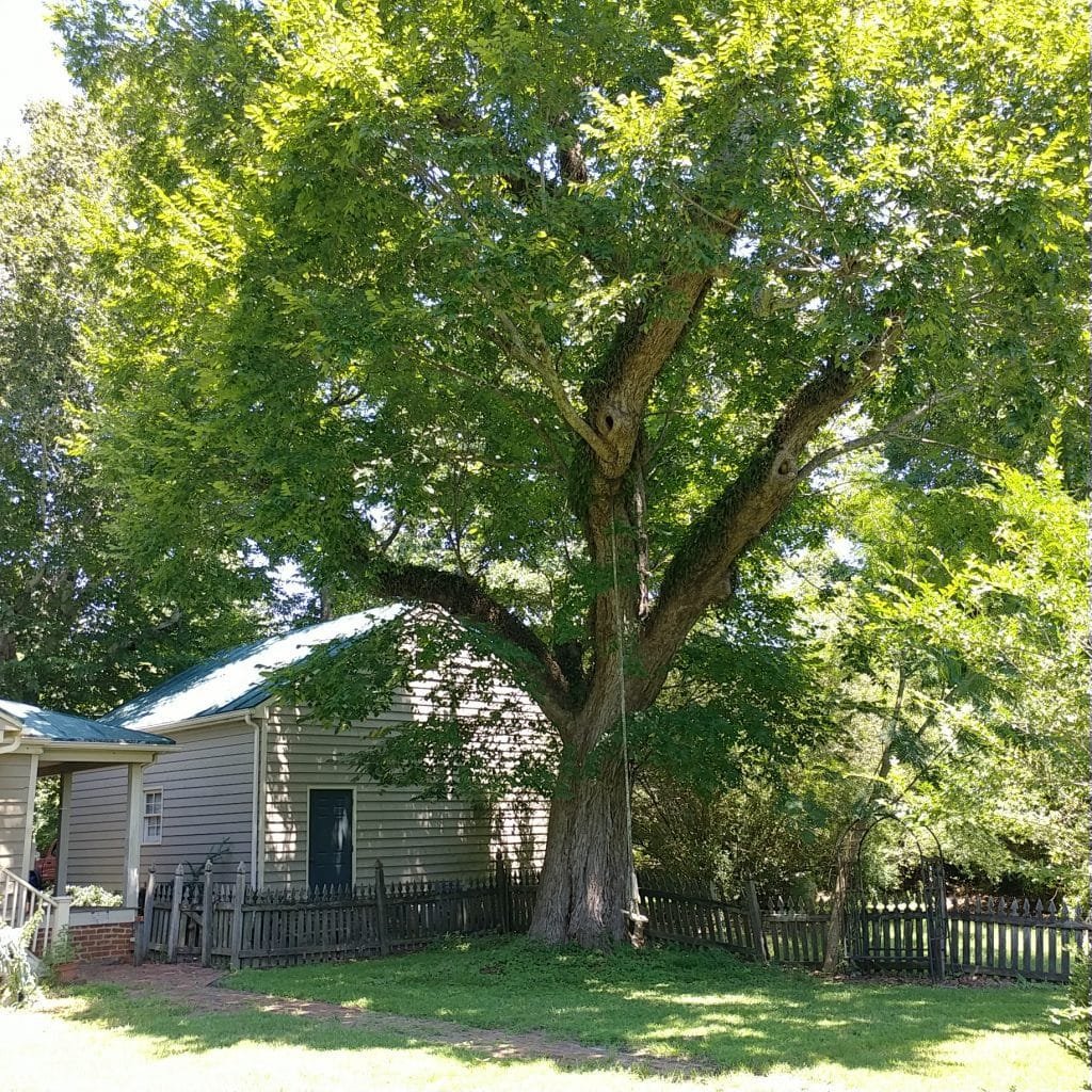 tree swing