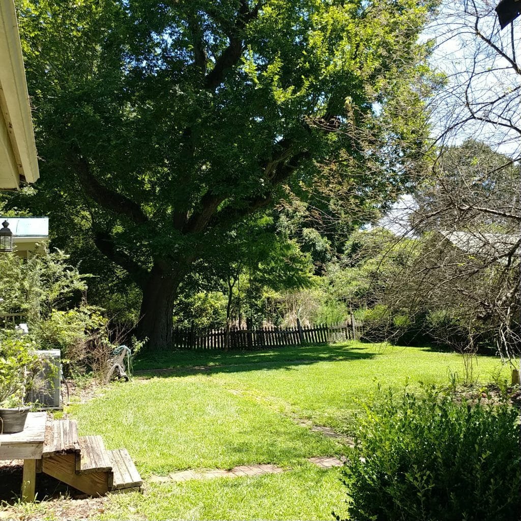 backyard
