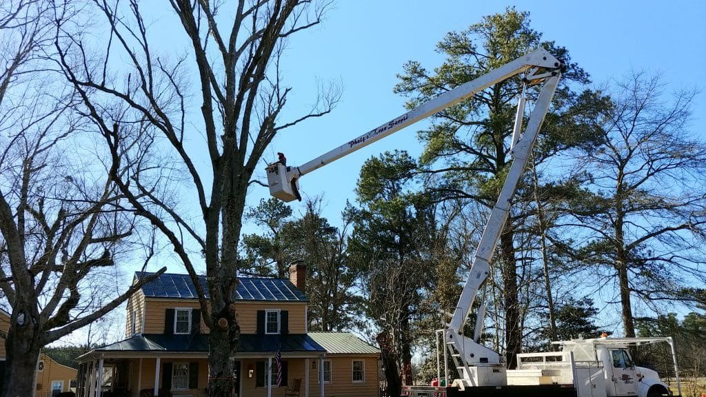 tree top