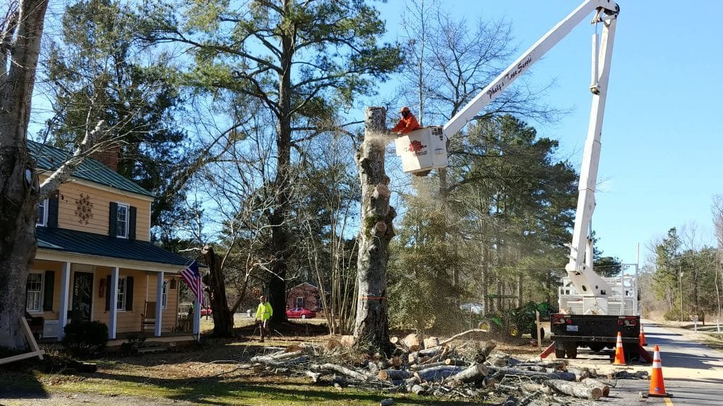 tree almost down