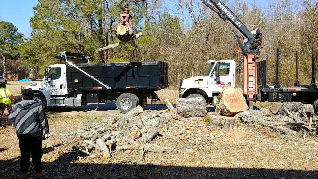 taking tree away