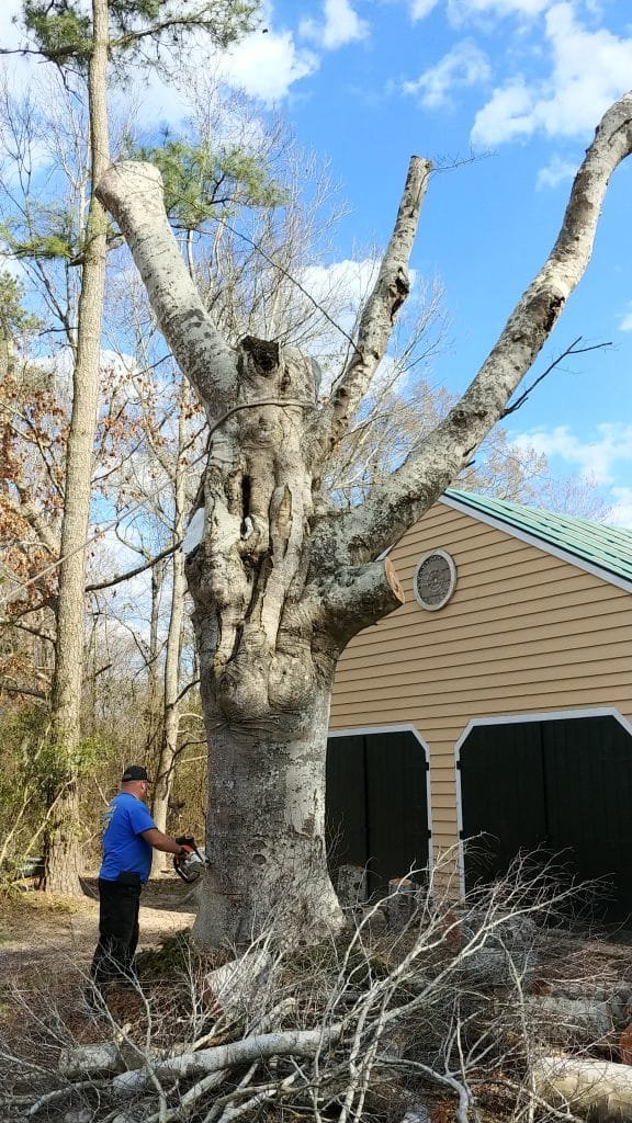 cutting tree trunk