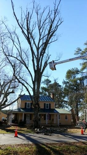 starting tree removal