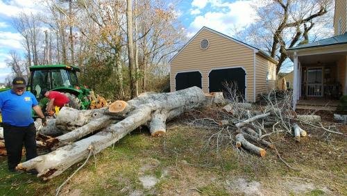 tree trunk on ground