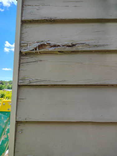 Wood rot